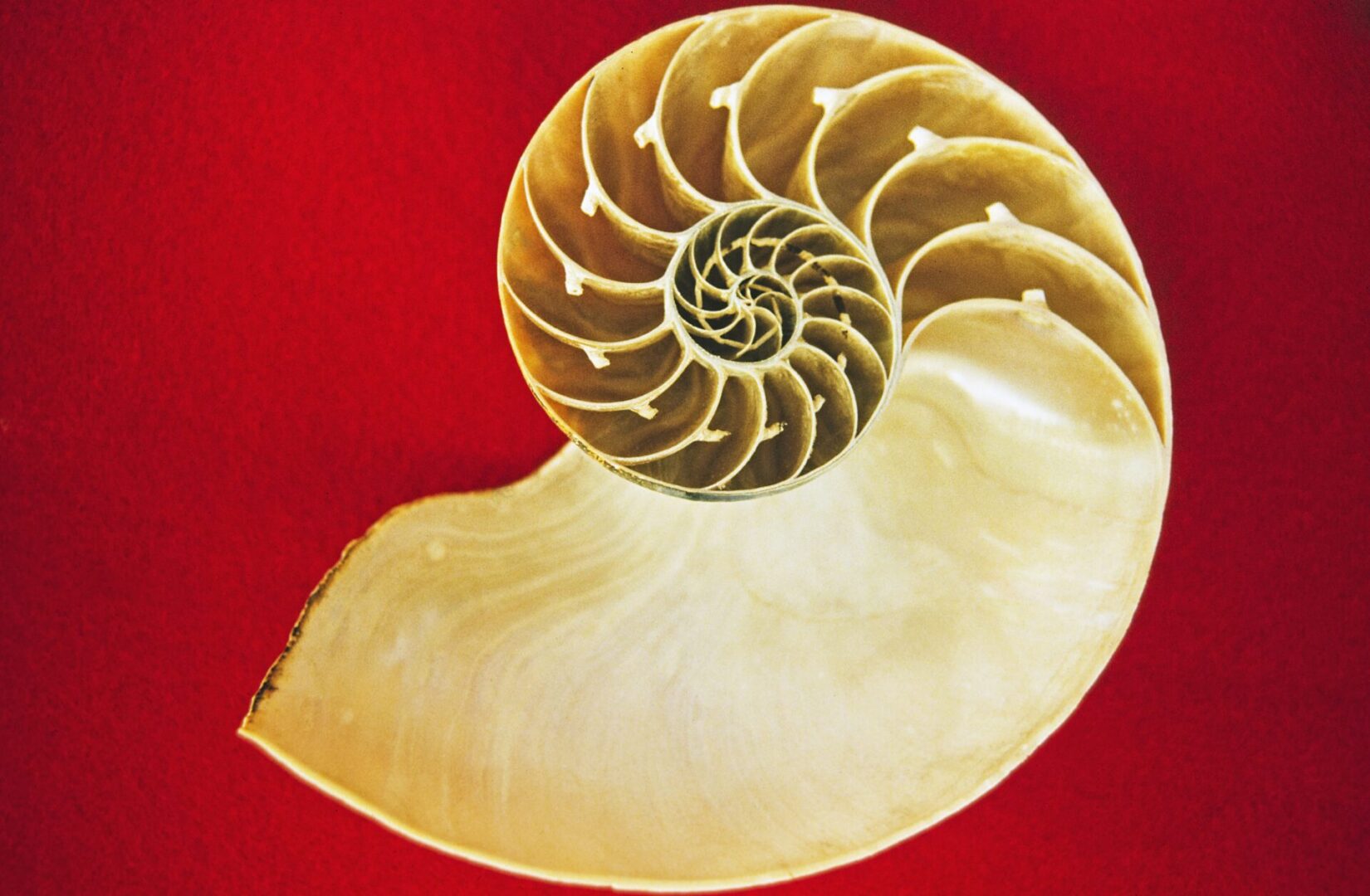 A close up of the inside of an shell