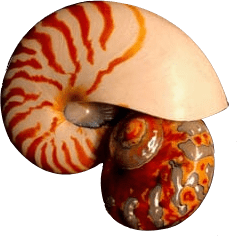 A close up of two shells on top of each other.